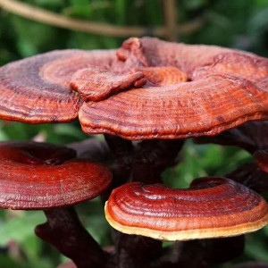 Ekstrak jamur Reishi